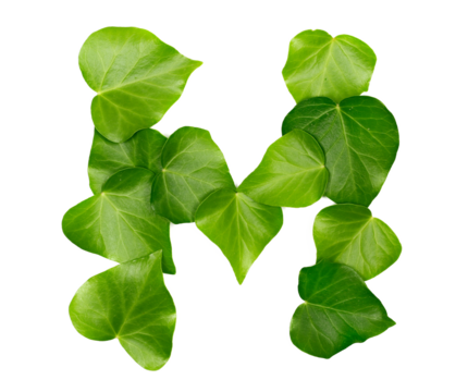Green ivy leaves in shape alphabet letter M, isolated on white, clipping path