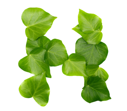 Green ivy leaves in shape alphabet letter N, isolated on white, clipping path