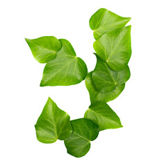 Green ivy leaves in shape alphabet letter Y, isolated on white, clipping path