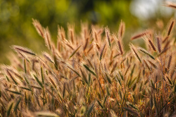 Amazing summer background golden wheat ears in sunlight.