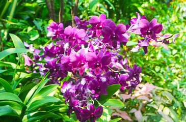 Obraz premium Stunning Magenta Vanda Orchids Blooming in the Garden