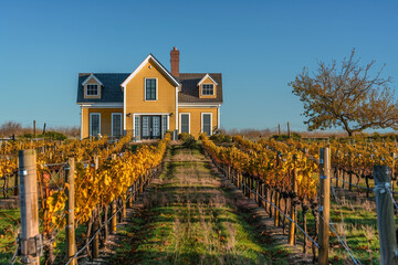 Cape Cod style vacation home in dusty gold, surrounded by a vineyard with rows of grapevines under...