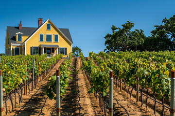 Cape Cod style vacation home in dusty gold, surrounded by a vineyard with rows of grapevines under...