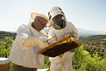Two beekeepers looking at wax frame full of bees, looking for the queen, two different style...