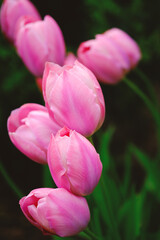 Pink Tulips Flowers in Grass Meadow