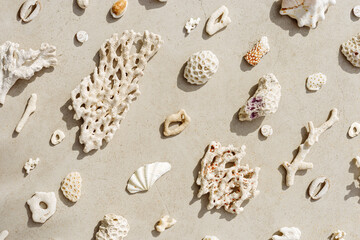 Assorted natural Seashells and corals at sunlight, summer nature still life from shell and coral pieces arranged on grey beige background, minimal style trend creative pattern, neutral tones, top view
