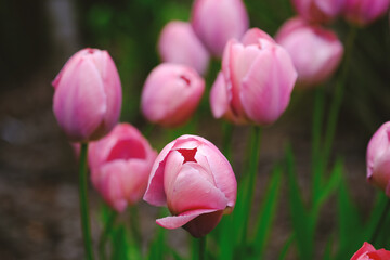 Pink Tulips Flowers Blooming in Grass