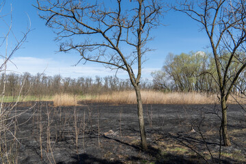Meadow with burnt dry grass and black ash. Field with scorched reed grass is aftermath wild fire....
