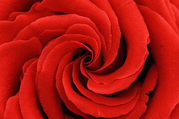 Close up red rose with petals macro texture, top view beauty nature aesthetic background, Natural floral  geometric pattern with curve lines, selective focus, vivid monochrome colored stylish - Powered by Adobe