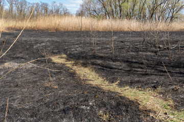 Meadow with burnt dry grass and black ash. Field with scorched reed grass is aftermath wild fire....