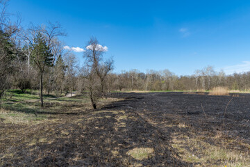 Meadow with burnt dry grass and black ash. Field with scorched reed grass is aftermath wild fire. Natural disaster and environment pollution problem. Destruction of insects and slash-burn agriculture.