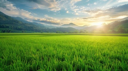Fototapeta na wymiar Fresh large green rice field on the morning landscape. AI generated image