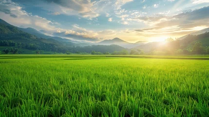 Foto op Canvas Fresh large green rice field on the morning landscape. AI generated image © yusufadi
