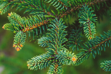 Close Up of Pine Tree Branch