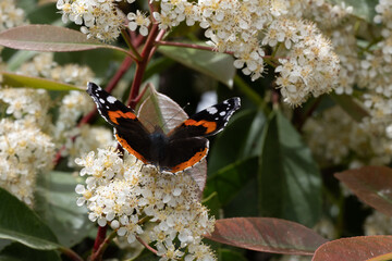 A pretty Red Admiral Butterfly, Vanessa atalanta, perched on a stinging photonia flowers - obrazy, fototapety, plakaty