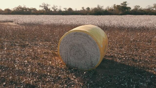 cotton bale chaco paraguay