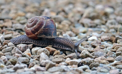 Gros plans sur un gros escargot dans le jardin