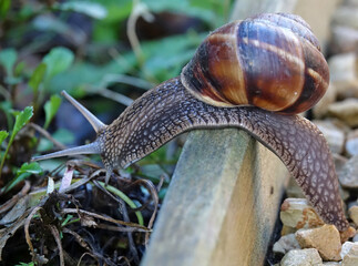 Gros plans sur un gros escargot dans le jardin