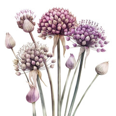 Allium porrum botanical illustration