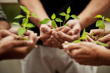 Hands, plants and grow with people or team, business and eco friendly for earth day and...