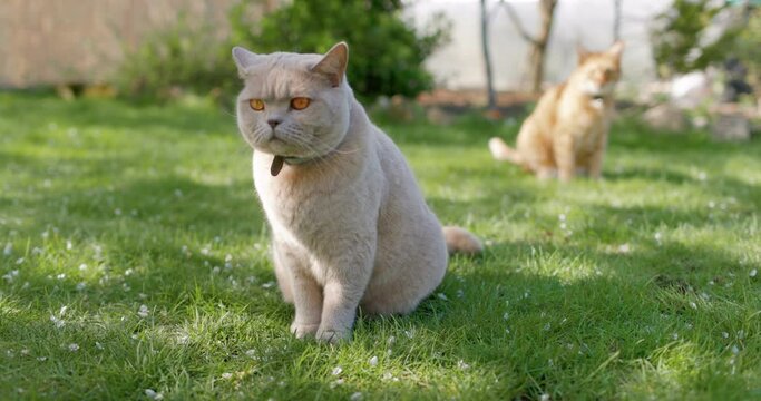 Scottish cat sitting on lawn in backyard garden. Gray furry cat outdoor