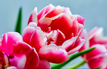 a bouquet of open pink tulips Columbus