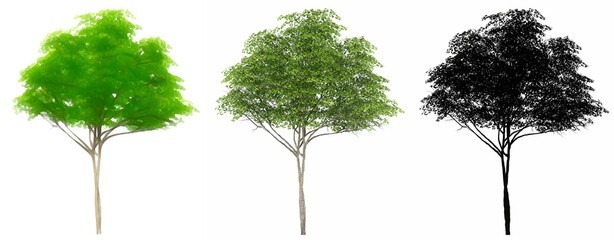 Set or collection of Konara Oak trees, painted, natural and as a black silhouette on white background. Concept or conceptual 3d illustration for nature, ecology and conservation, strength, beauty