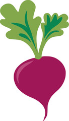 Beet beetroot vegetable vector image