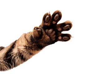 Obraz premium cat's paw, white background, copy space