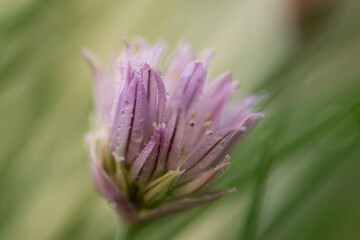 Chives (Allium schoenoprasum) violet flower, macro view.