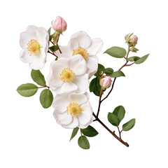 Naklejka na ściany i meble A branch of a flower of a dogrose on a white background