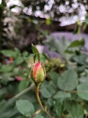 bud of a rose