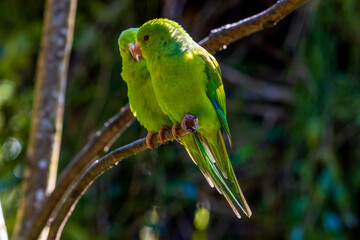 Periquito-rico / Periquito / Periquito-verdadeiro / Periquito-verde / Maritaca
Plain Parakeet