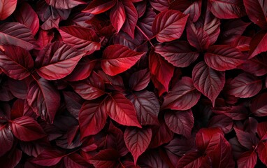 Crimson Foliage Texture