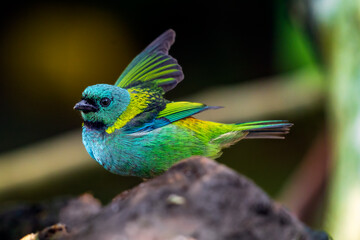 Saíra-sete-cores / Saíra-de-bando
Green-headed Tanager
Ave endêmica da Mata Atlântica