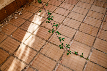 Blackberry branch on the ground between tiles