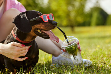 dachshund dog in sunglasses on a hot day drinks a refreshing cocktail, hot summer concept