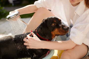 a girl bathes a dachshund dog with shampoo in the shower in the garden