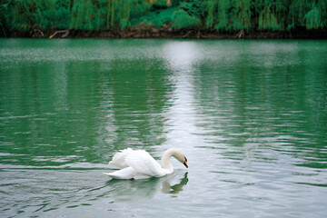 White Swan Floating on Lake