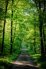 Obraz premium Dirt road winding through dense green forest, shaded by tall trees