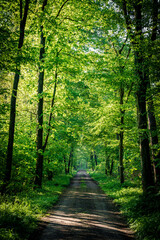 Dirt road winding through dense green forest, shaded by tall trees