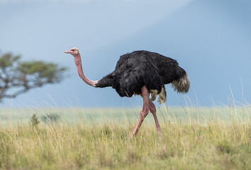 Here is one example of many animals I photographed in Kenya. This photo was specifically taken in...