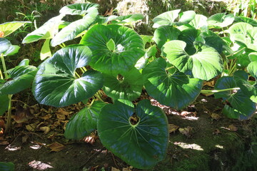 Farfugium japonicum, ornamental plant with very large flowering