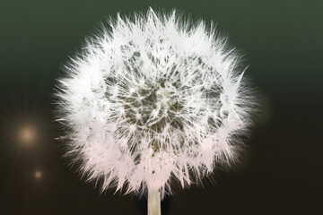 Diente de drag&oacute;n