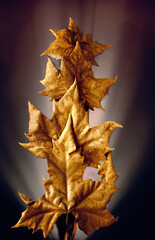 &Aacute;rbol de Navidad. composici&oacute;n con hojas de oto&ntilde;o-