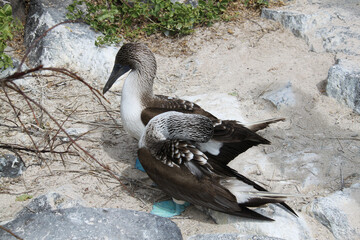 Blue-legged booby protects its nest, Galapagos