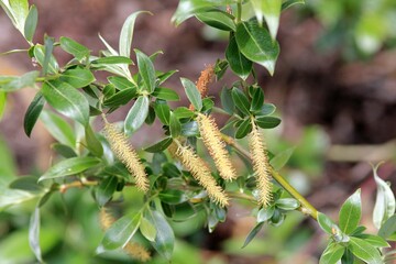Young leaves and catkins on willow branches (Salix) in spring
