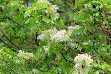 Flowering ash (Fraxinus ornus) in spring