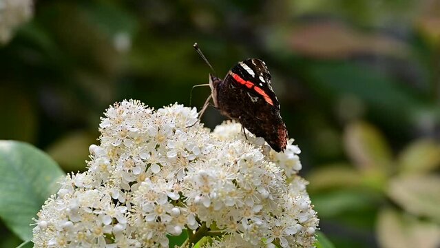 A pretty Red Admiral Butterfly, Vanessa atalanta, perched on a stinging photonia flowers