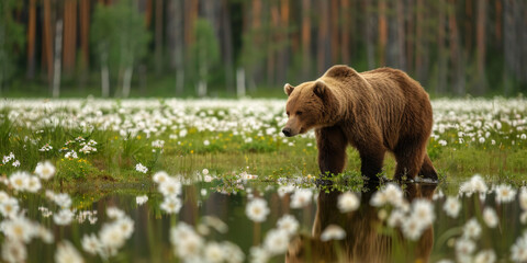 ours brun marchant au bord d'une rivière en lisière de forêt - obrazy, fototapety, plakaty
